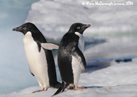 Pair Adelie Penguins